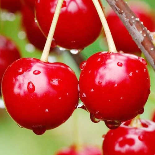 辽宁大连大樱桃新鲜包邮现摘现发国产车厘子应季孕妇水果整箱