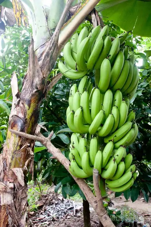 香蕉树