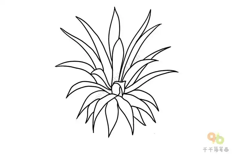 龙舌兰简笔画教程