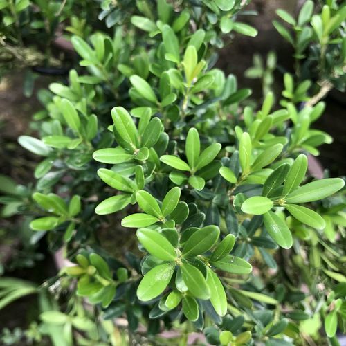 矮霸实生雀舌皱皮黄杨盆景盆栽植物绿植净化空气四季常青一物一拍