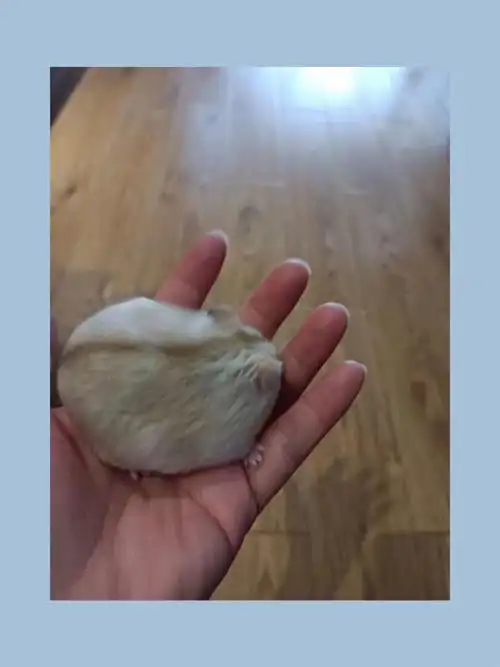 可可爱爱 #我家宠物好可爱 #侏儒仓鼠 #仓鼠布丁 #布丁仓鼠 #仓鼠