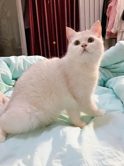 一只比较白的银渐层