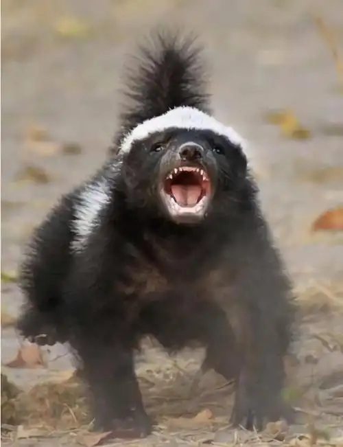 平头哥蜜獾到底有多强大?