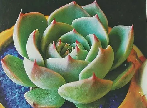 吉娃莲"吉娃娃"