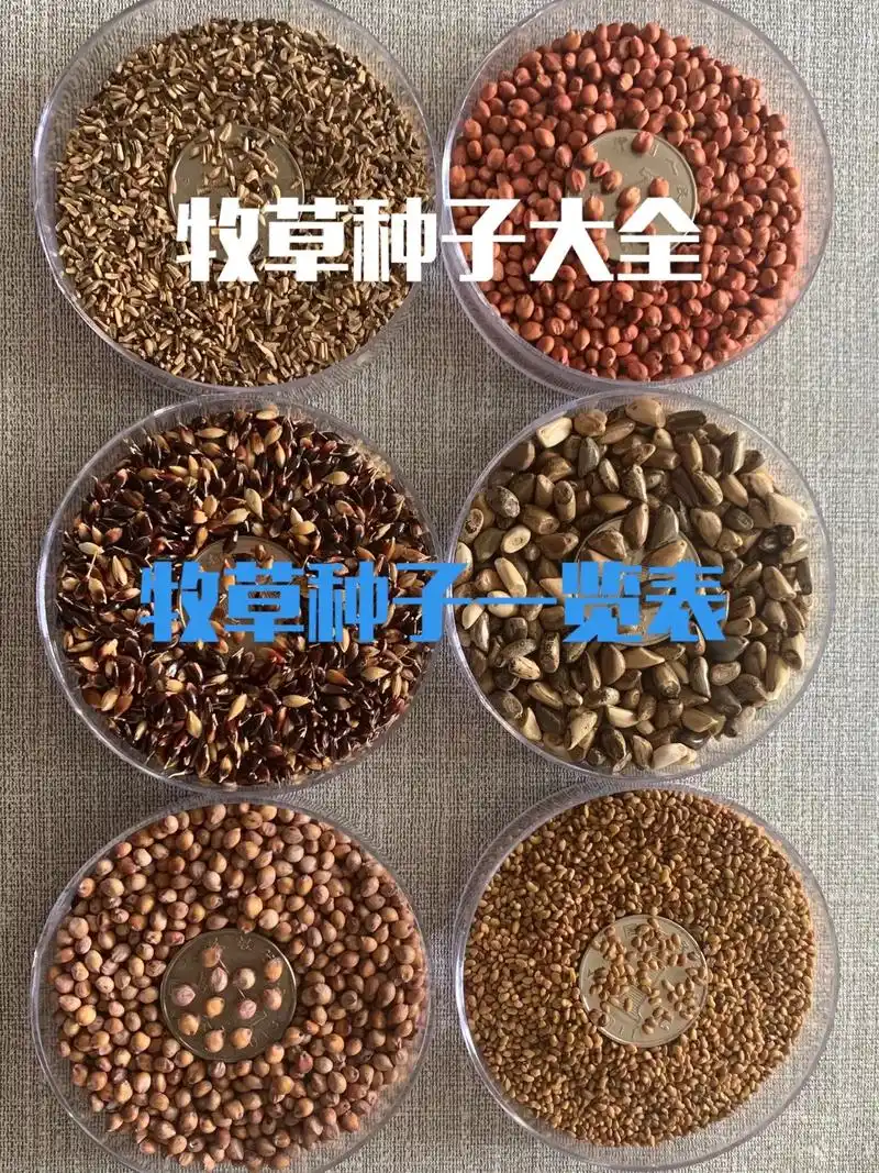 创作灵感 牧草种子一览表种子大全这里有.针对养殖的不同品种 - 兑趑