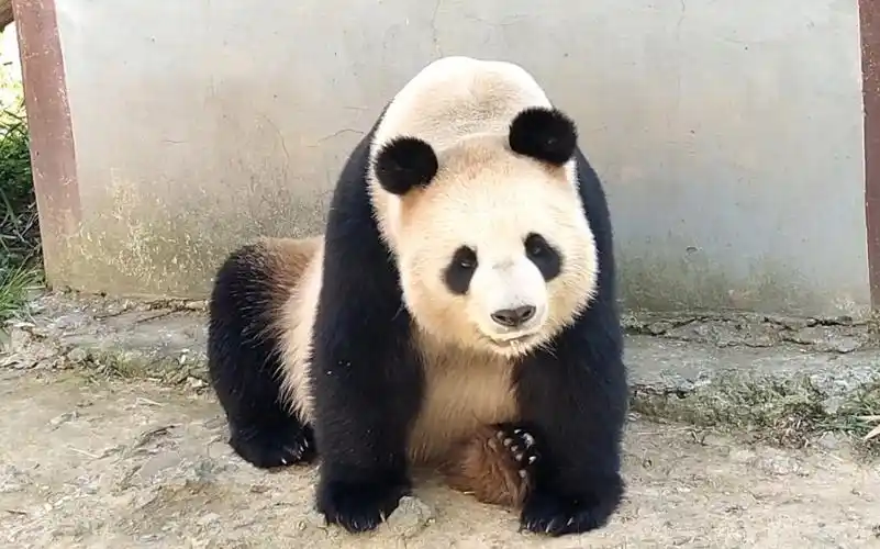 杭州动物园的可爱熊猫