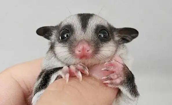 蜜袋鼯会飞吗?看看这篇文章