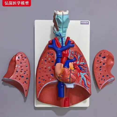 人体呼吸系统模型心肺结构构造咽喉心脏可拆卸医学其他模型玩具