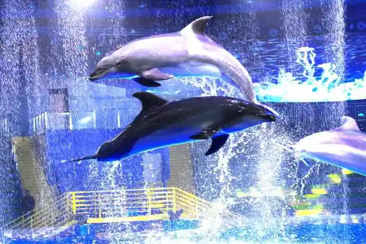 招106名小龙人郑州海昌海洋公园旅游度假区送福利啦