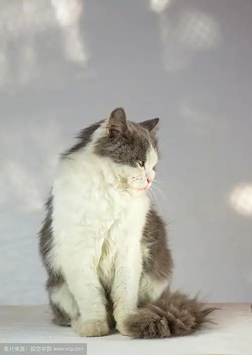 白色背景上的猫.白灰猫