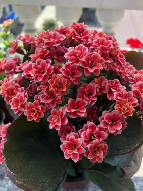 长寿花稀有品种图片,长寿花稀有品种(40种单瓣60个重瓣)