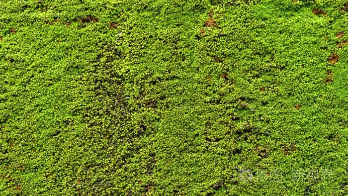 绿色的青苔上旧混凝土墙