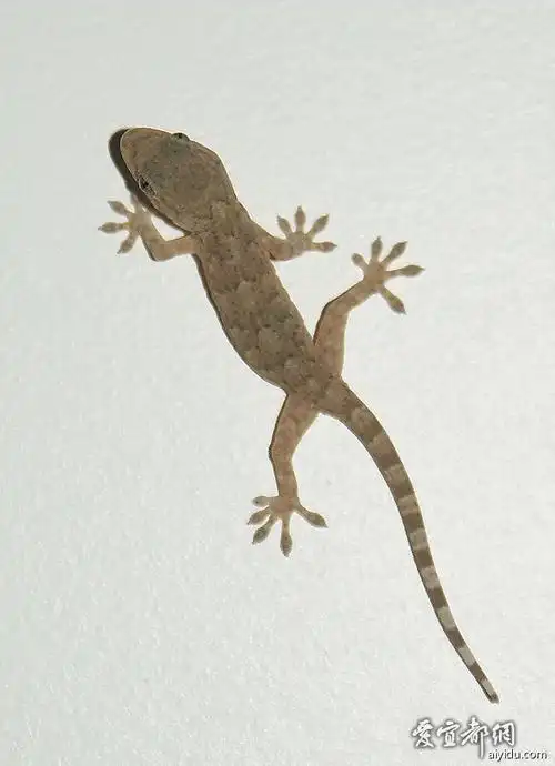 收大壁虎和小壁虎!价格好商量!