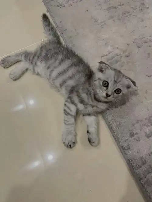 虎斑鱼骨小猫咪