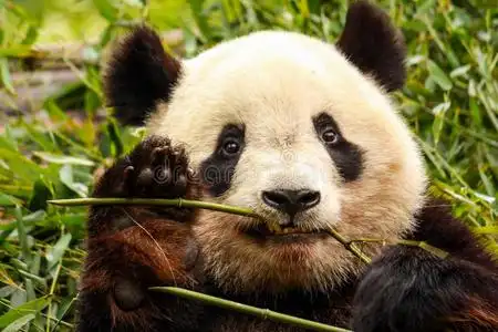 大熊猫在白色背景上挠耳朵用爪子的猫一只海豹点 · 伯尔曼猫,4 个月