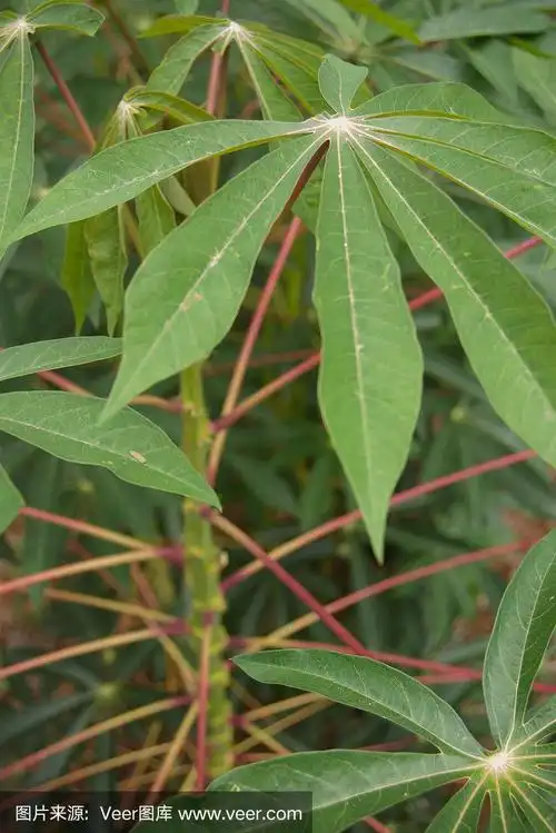 木薯,植物,叶子,农业,蔬菜