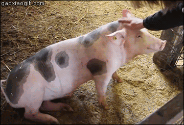 360_245gif 动态图 动图