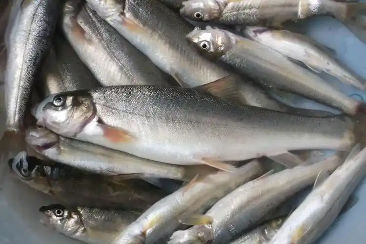 如何钓柳根鱼柳根鱼喜欢吃什么味型的食物钓柳根鱼的技巧