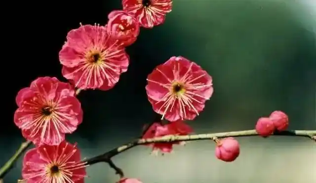 宫粉梅和骨红梅哪个好,骨里红和朱砂梅的区别