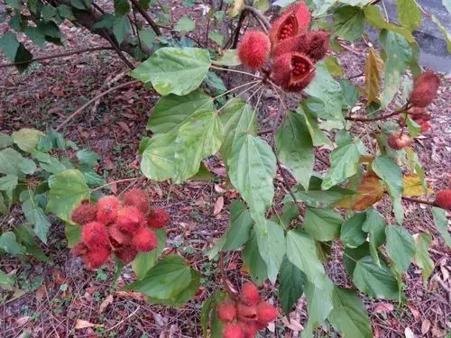 这也是一种珍贵的中医药材,功效和龙血树也是差不多,可治疗筋骨疼痛