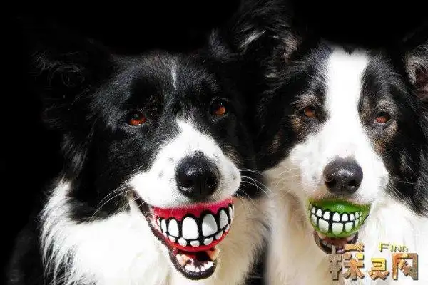 微笑狗为什么吓人