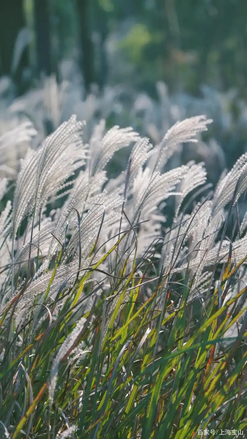 阳光正好,顾村公园秋冬季手机壁纸暖心送上