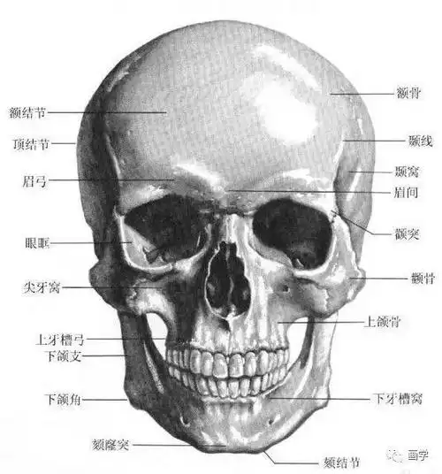 绘画基础,头部原来这样画!恍然大悟