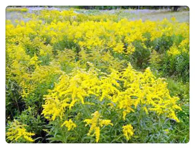 8月28日的生辰花,秋麒麟