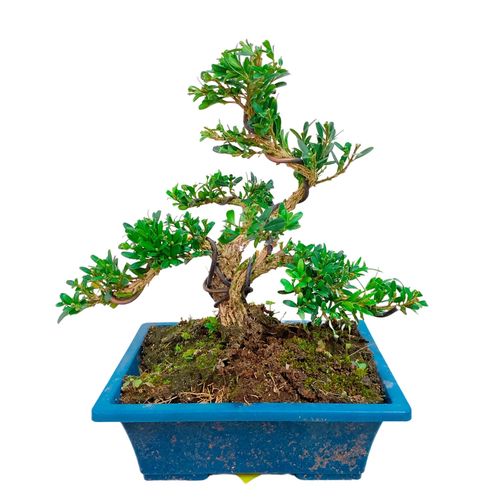 矮霸实生雀舌皱皮黄杨盆景盆栽植物绿植净化空气绿植