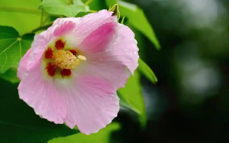 芙蓉花图片大全大图-花卉壁纸-高清花卉图片-第7图-娟娟壁纸