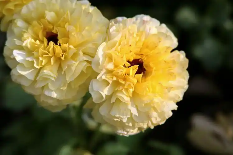 "赏花节"--美丽的花儿开放在春天里