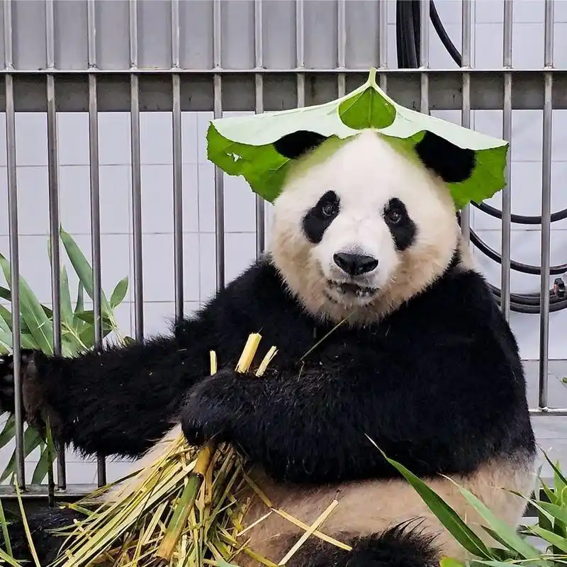 三岁半的雄性大熊猫乐宝和两岁半的雌性大熊猫爱宝远赴韩国爱宝乐园