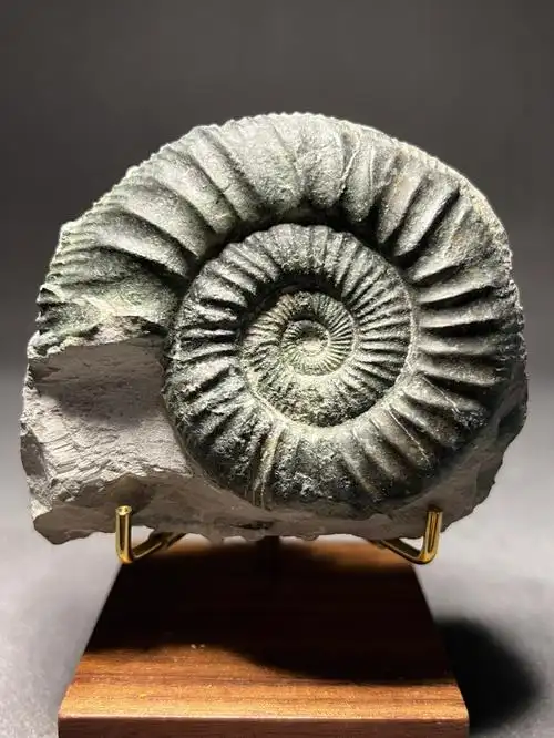 笔记灵感  #地理地质馆  #科普红人打造计划  #菊石  #化石epoche