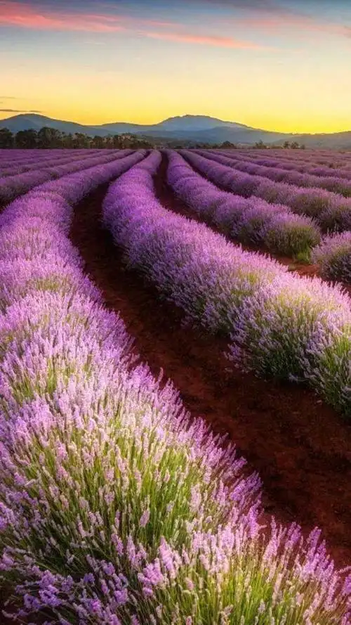 谁能够发三张小清新的薰衣草的照片,注意,请发好看一点哒