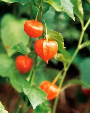 南非醉茄提取物