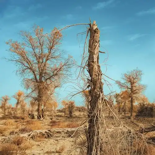 枯死的胡杨树干,树干上的细枝,宛如一位老者的胡须.