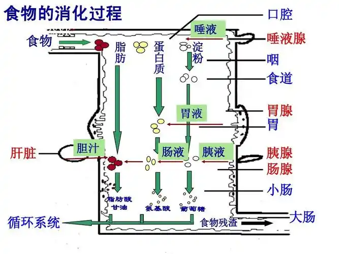 2 食物的消化 课件 (2)ppt