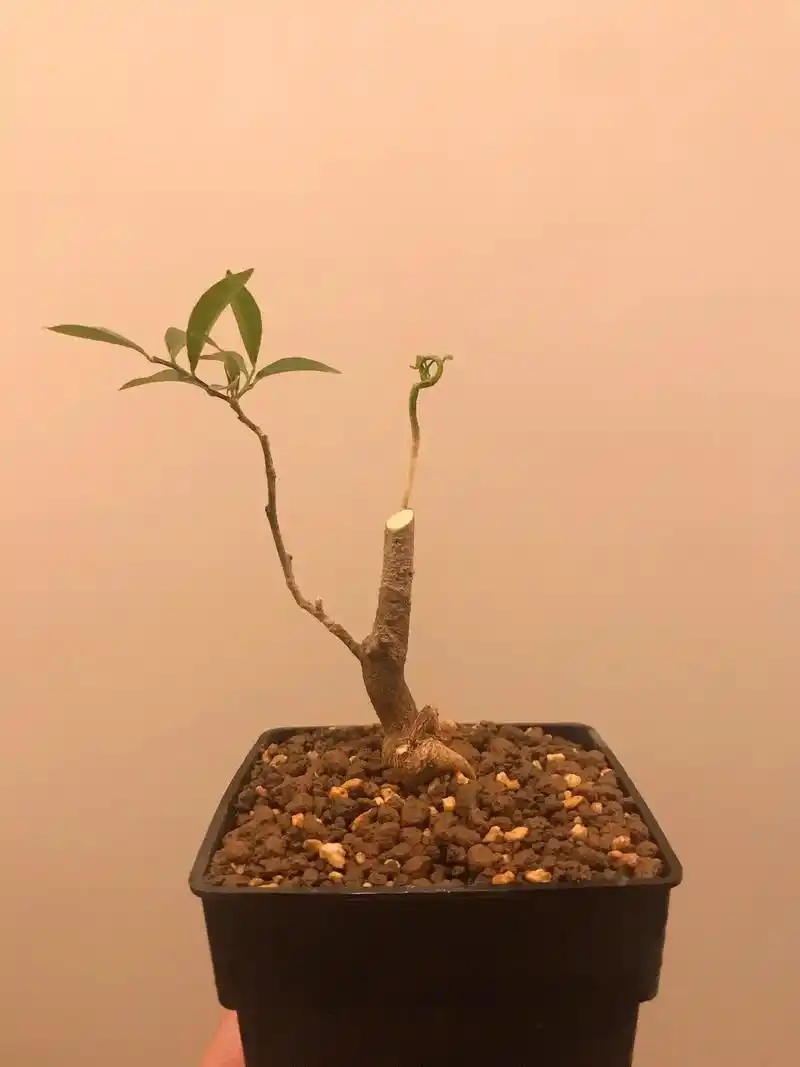 一花一草一世界 #金豆盆景素材 - 抖音