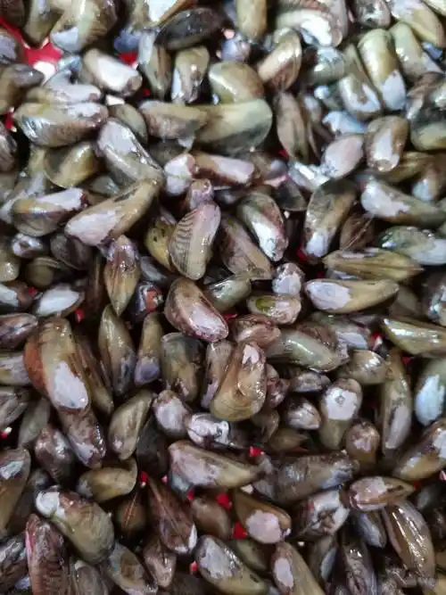 海瓜子在捕捉的那时候,通常情况下是多含细沙的这种海产品,因此在服用