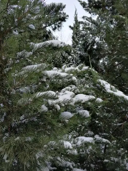 雪后松柏图 - 美篇