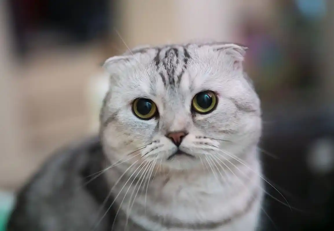 苏格兰折耳猫是一种受欢迎的猫咪品种,其独特的外貌和友好的性格使