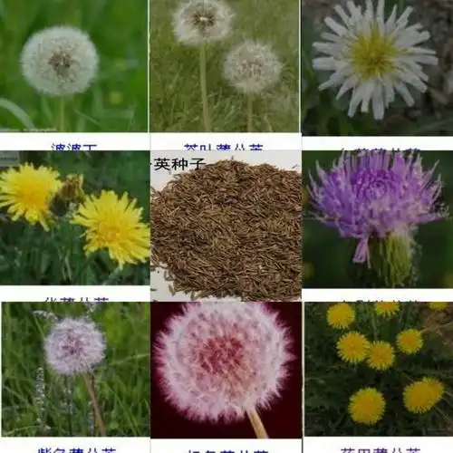 各种品种蒲公英