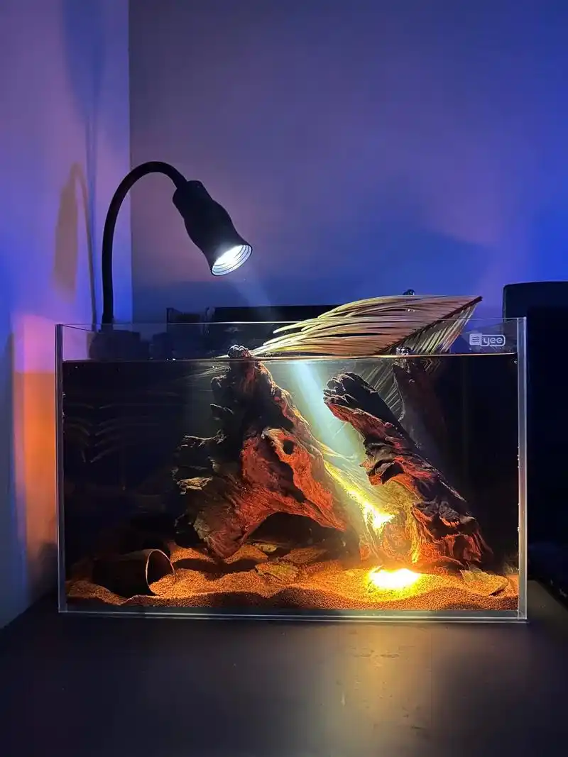 鱼缸造景:南美缸·把热带雨林的一角搬回家