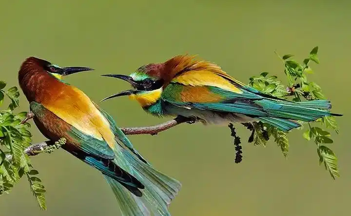 100幅全球顶级摄影师获奖摄影作品