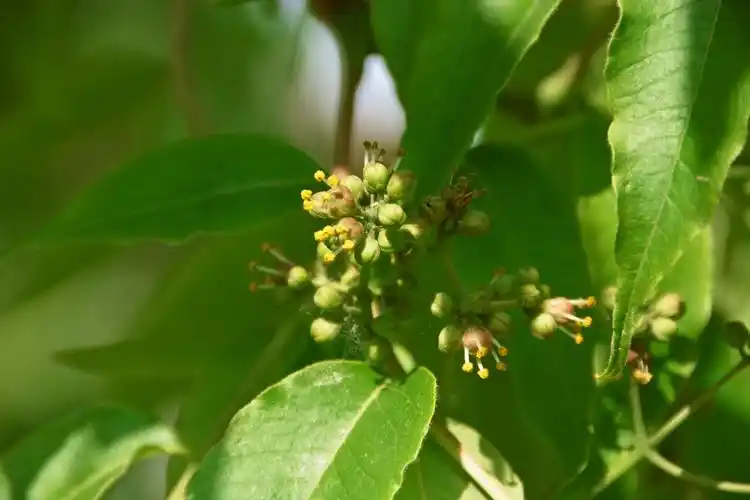 黄檗树小花,原创拍摄_新浪新闻