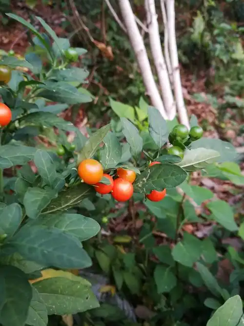 珊瑚樱的红色果实,真是漂亮!