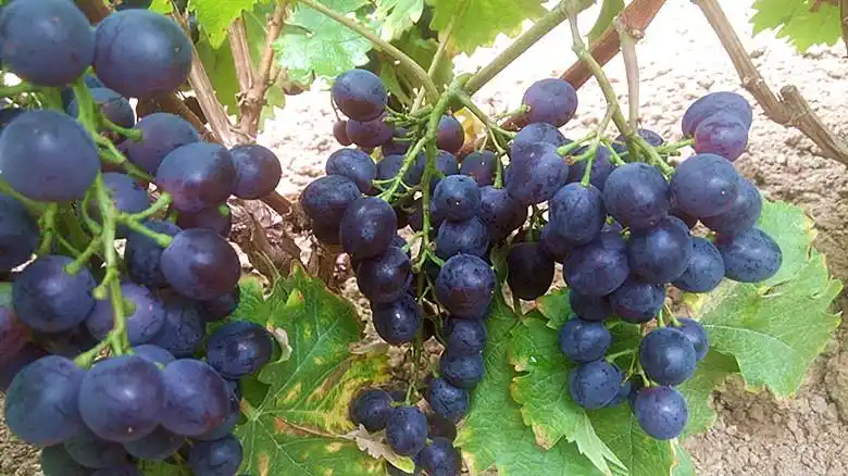 新鲜玫瑰香葡萄提子紫黑色孕妇水果非夏黑巨峰葡萄 3斤顺丰包邮