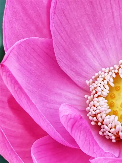 荷花 花瓣 花朵 粉色花 花蕊 莲子 flower