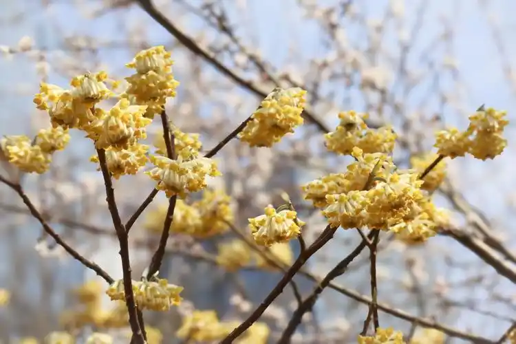 春风送暖高新结香花开