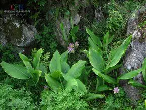 片姜黄植物形态-温郁金